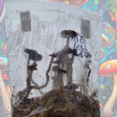 Kit Esencial Red Boy