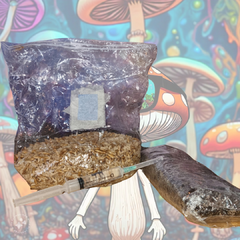 Kit Esencial Golden Teacher ideal Principiantes - comprar online