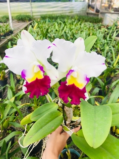 Cattleya Anna balmores - comprar online