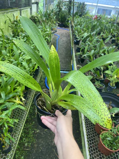 Orquidea Sharry baby - comprar online