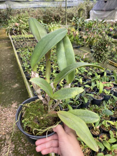 Cattleya Lucky Strike - Orquidário de Várzea Paulista