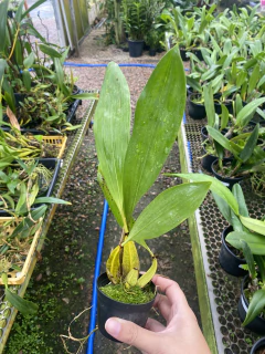 Bifrenaria Harrisoniae - comprar online