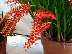 Kit Dendrochilum - 3 plantas adultas - Orquidário de Várzea Paulista