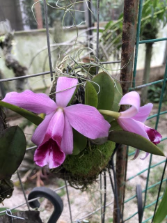 Laelia Pumila vinicolor