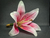 Buquê Lírio cor de Rosa - loja online