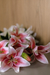 Buquê Lírio cor de Rosa - comprar online