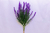 Lavanda