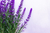 Lavanda - comprar online