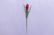Pick Mini Tulipas Vermelha na internet