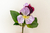 Flor Amor Perfeito