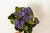 Buquê Mini Geranium Roxo