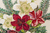 Guardanapo de Papel Azalea and Helleborus