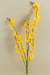Orquídea Chuva de Ouro na internet