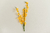 Orquídea Chuva de Ouro - comprar online