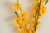 Orquídea Chuva de Ouro