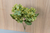 Hortênsia verde Outono - comprar online