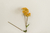 GALHO DE LACO DE RAINHA - amarelo - comprar online