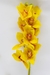 Orquídea Amarelo Outono na internet