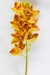 Orquídea Ocre na internet