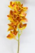 Orquídea Ocre na internet