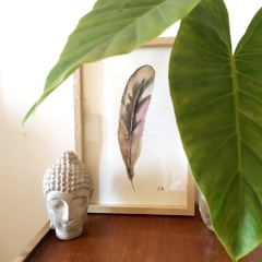 Pluma