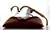 Ray-Ban - Clubround Madera RB 4246M - comprar online