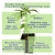 Esqueje variedad Fancy Gummy - comprar online