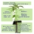 Esqueje variedad Pasionaria CBD - comprar online