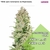 Esqueje variedad Pasionaria CBD en internet