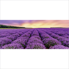 lavanda