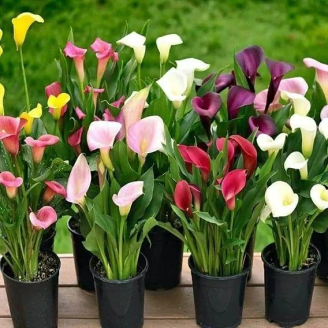 Calas - comprar online