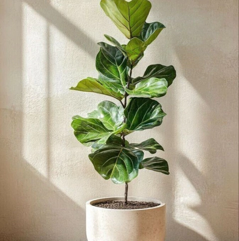 Pandurata (Ficus Lyrata) + Maceta de Ceramica - comprar online
