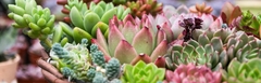 Banner da categoria Plantas preços variados