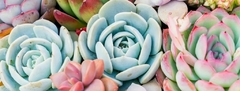 Banner da categoria Plantas até R$ 10,00