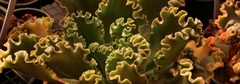 Banner da categoria Gibifloras cores, ondas e babados