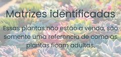 Banner da categoria Matrizes identificadas