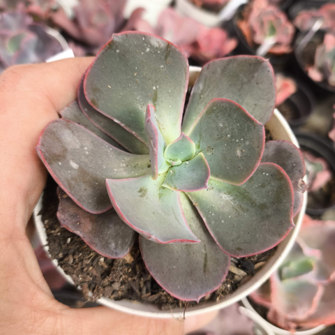 Echeveria gibbiflora 783 5A pote 9 - emitindo raízes - SUCULOUCURA DA SEMANA