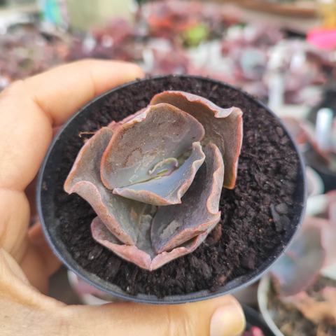 Echeveria gibbiflora thanus 3F pote 8 - emitindo raízes- emite carunculas