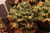 Echeveria gibbiflora akuanduba 1B pote 11 - carunculas - NOVIDADE na internet