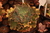 Echeveria Gibbiflora albifrons 1A pote 9 - carunculas - NOVIDADE na internet