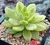 Sedum Alice Evans Variegata 2I pote 7 - SUCULOUCURA DA SEMANA - COMPACTAS na internet
