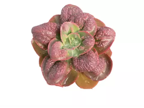 E. gibb aligator 4G pote 99 - carúnculas - comprar online