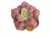 Echeveria Gibbiflora aligator 4G pote 99 - carúnculas - comprar online