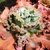 Echeveria gibbiflora alonsa - carunculas - comprar online