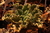 Echeveria gibbiflora Amy 1A pote 11 - carunculas - NOVIDADE na internet