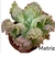 Echeveria gibbiflora B006 - carunculas - comprar online