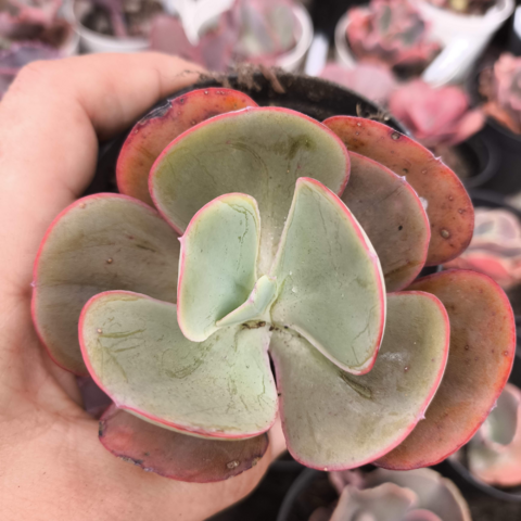 Echeveria gibbiflora 753 5A pote 9 - emitindo raízes - SUCULOUCURA DA SEMANA