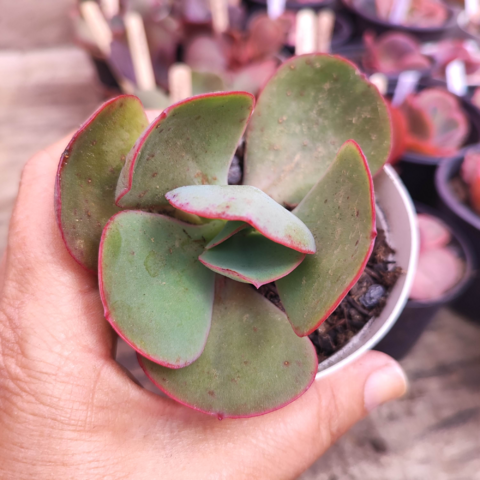 Echeveria gibbiflora hibrida falsa mauna 5C pote 9 - emitindo raízes