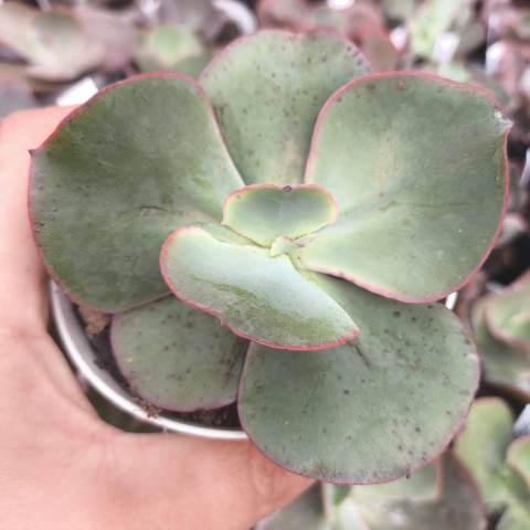 E. gibb fasson 5E pote 9 - SUCULOUCURA DA SEMANA