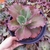 Echeveria big foot ondas 4F pote 9 - comprar online